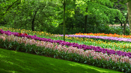 Scenic Keukenhof gardens panoramic view in the Netherlands.