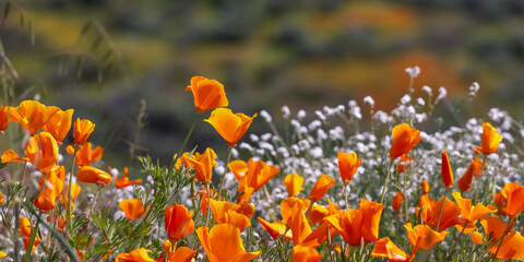 Close up view of colorful wildflowers , Golden poppies at Diamond valley lake, California