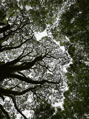 Fototapeta premium New Zealand Treetops
