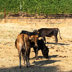 cows on the farm