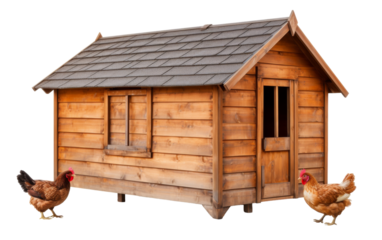 Two chickens stand near a rustic chicken coop