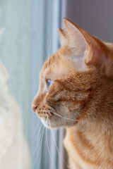 Fototapeta premium Close-up of a Cat Looking Out a Window