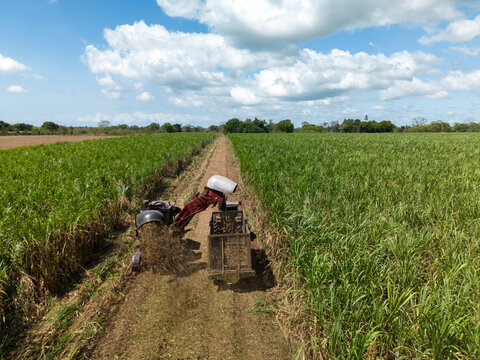Mechanical harvesting of sugar cane, sugar cane plantation, aerial capture, Chiriqui, Panama - stock photo