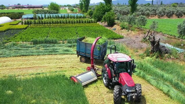 Forage harvester for cutting corn for silage in the field. Tractors are working during the harvest season. Farming equipment and agricultural machine. aerial view of tractors making silage