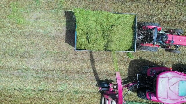 Forage harvester for cutting corn for silage in the field. Tractors are working during the harvest season. Farming equipment and agricultural machine. aerial view of tractors making silage
