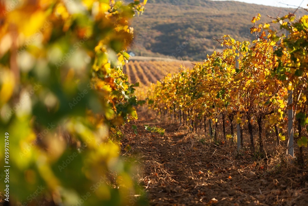 Poster Beauty landscape vineyard agricultural fields. Grape valley.