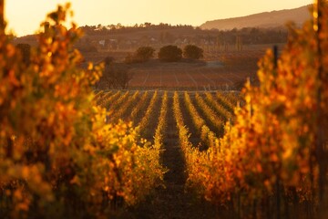 Beauty landscape vineyard agricultural fields. Grape valley.