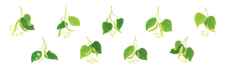 Blooming Linden Twig with Green Leaves and Flowers Vector Set - obrazy, fototapety, plakaty