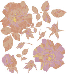 Set of flowers, buds and leaves of roses on a transparent background in vintage style.