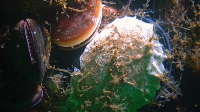 Bryozoa in fouling of Black Sea mussels, Black Sea