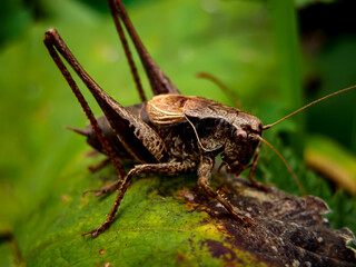 Grasshopper sitting on a leaf in the rainforest.