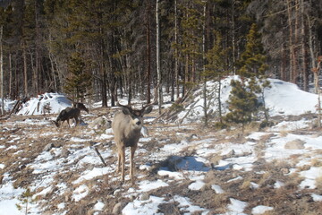 Deer in the high country of the Rocky Mountains.  Tan grasses and snow in forest and meadow areas in Colorado.  Tall pines and blue sky.  Snow on ground in early winter scene.