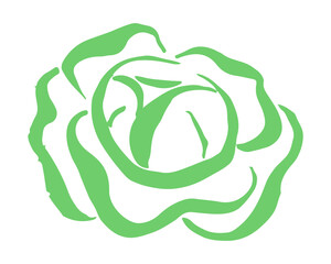 Cabbage drawing hand painted with ink brush. Png clipart isolated on transparent background