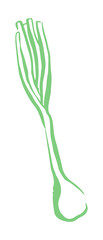 Green onion or scallion drawing hand painted with ink brush. Png clipart isolated on transparent background