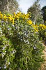 flowers in the park  Broom and rosemary flowering in Mediterranean countryside, Sardinia, Italy