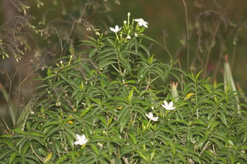 Arabian Jasmine in a Garden
