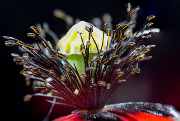 Macrophotography of red poppy fillets, anthers and stamens.