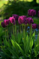 Purple tulips on bokeh green garden background, blooming tulips spring background, sunlight, selective focus, manual helios lens.