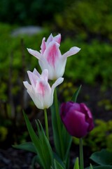 Fototapeta premium Tulips blooming in spring garden, purple and white-pink tulips flowers, by manual helios lens, swirly bokeh, bokeh background.
