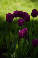Purple tulips on bokeh green garden background, blooming tulips spring background, sunlight, selective focus, manual helios lens.