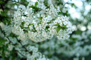 Branches of sweet cherry blooming, spring white flowers background, bokeh, selective focus, by manual Helios lens.