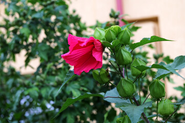 Hibiscus Moscheutos Palustris