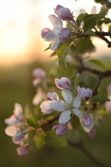 Blooming apple tree flowers closeup, apple flowers in sunlight of golden hour, vintage photo, by manual Helios lens.