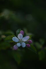 Apple flowers on dark green bokeh background, apple blossoms on background blurred as painted, by manual Helios lens, selective focus, dark, low key, vintage.
