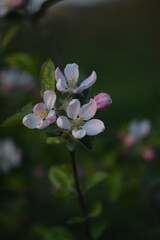 Apple flowers on dark green bokeh background, apple blossoms on background blurred as painted, by manual Helios lens, selective focus, dark, low key, vintage.