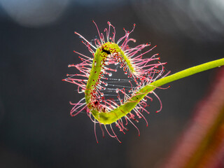 Nahaufnahme der Klebetentakel des Sonnentau