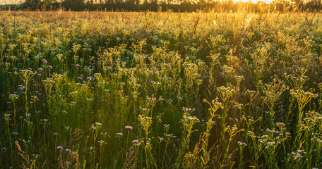 View of a field with growing wildflowers in backlight on a summer evening.