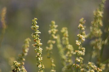 natural grass background close up