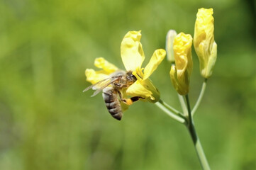 Brassica Blossom Encounter