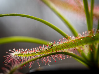 Nahaufnahme der Klebetentakel des Sonnentau