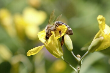 Brassica Bliss: Bee Encounter