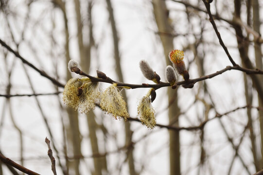 Willow Whispers: Salix Caprea Branch