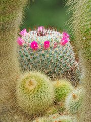 A Close-up Focus Stacked Image of Ornamental Cactus Blooming