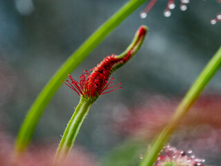 Obraz premium Nahaufnahme der Klebetentakel des Sonnentau