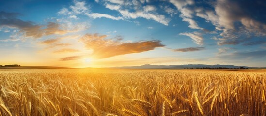 The sun is casting a golden glow over the wheat field, creating a picturesque scene in the natural landscape with the colorful sky and clouds