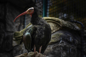 billed hornbill bird