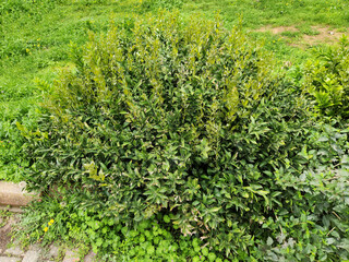 Fototapeta na wymiar Butcher's-broom (Ruscus aculeatus) bush in a city park