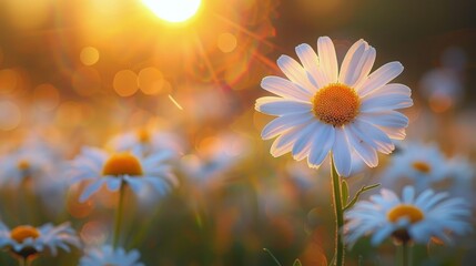 White Daisies Blooming in Field