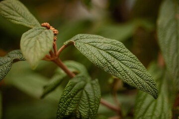 Green leaf with macro texture. Plant on  agricultural field