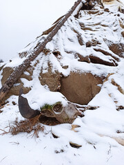 Bull skull near an ancient human settlement