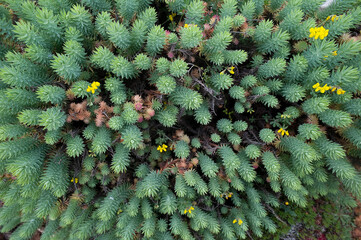 Little fir spurge (Euphorbia pithyusa), Biotope: Coastal platforms, on sands and rocks, Alghero,...