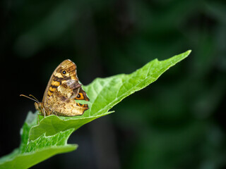 Mariposa Pararge aegeria tomando el sol sobre una hoja verde en el campo
