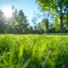 Radiant Sunlight Illuminates Vibrant Green Grass