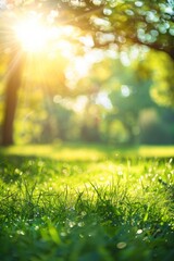 Suns Embrace: Light Through Tall Trees