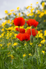 Papaveri in movimento. Porto Conte. Alghero, Sardegna, Italy