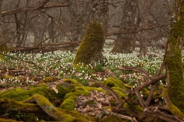 Forest with flowers and trees. Natural concept.